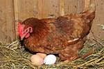 Does a Rooster Lay Eggs