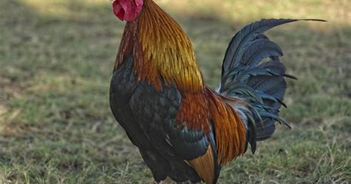 Does a Rooster Roost?