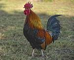 Does a Rooster Roost?
