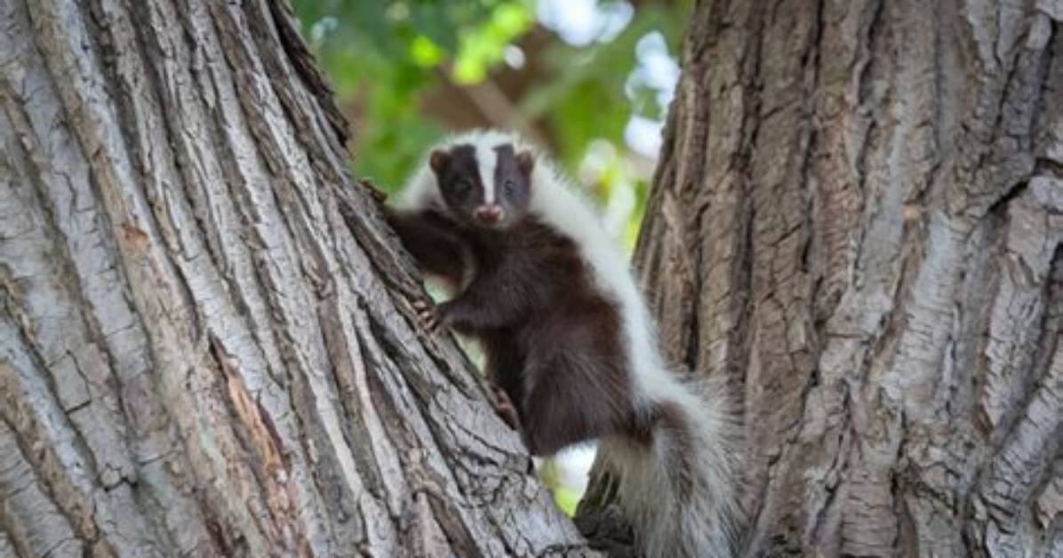 Does a Skunk Climb?