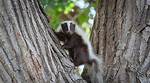 Does a Skunk Climb?
