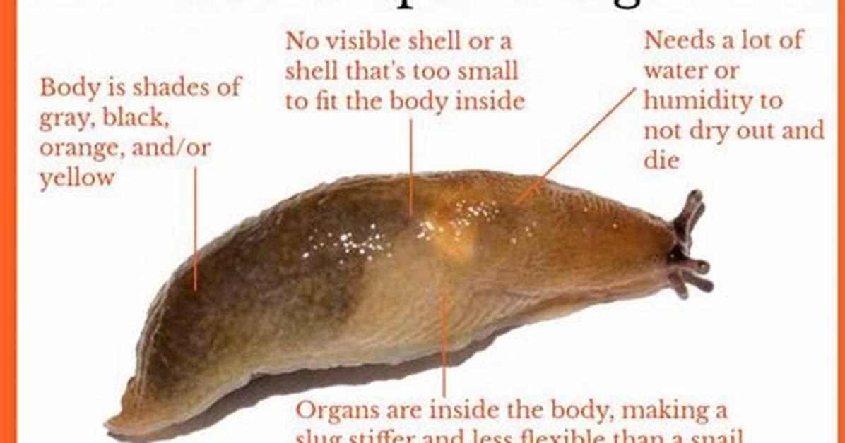 Does a Slug Have a Shell?
