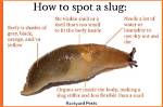 Does a Slug Have a Shell?