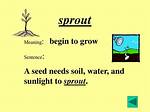 Does a Sprout Mean?