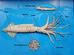 Does a Squid Have a Backbone?