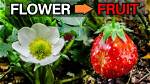 Does a Strawberry Flower