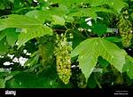 Does a Sycamore Tree Flower