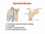Does a Synchondrosis Include a Joint Capsule?