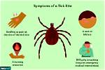 Does a Tick Bite Twice?