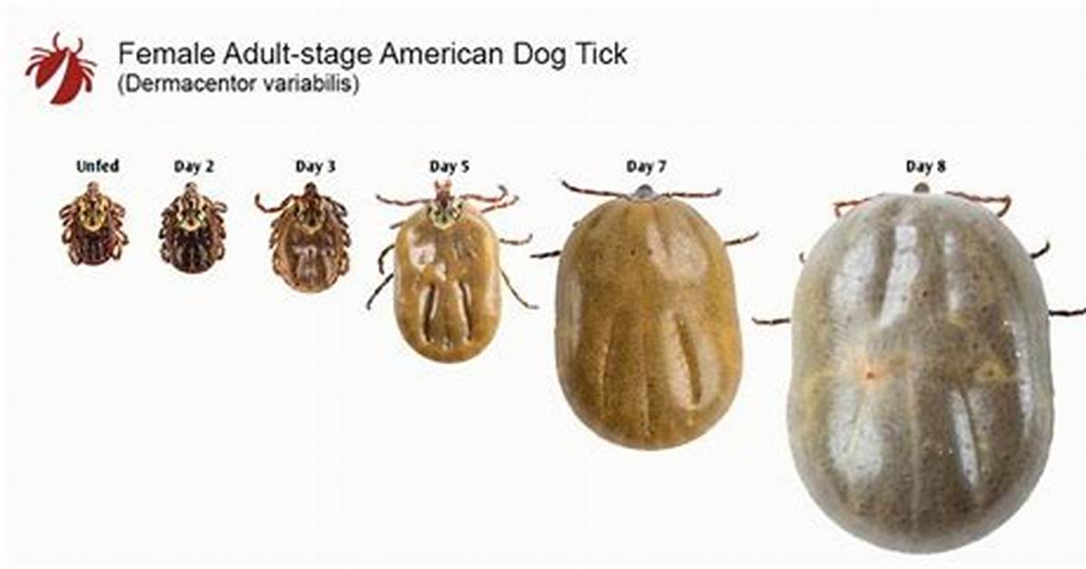 Does a Tick Grow Back?