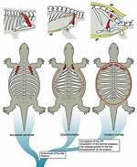 Does a Turtle Have an Exoskeleton?