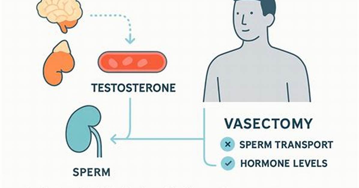 Does a Vasectomy Affect Testosterone