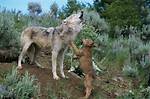 Does a Wolf Howl?