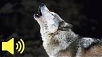 Does a Wolf Make Sound?