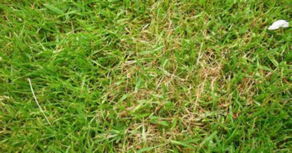 Does Acidic Soil Kill Grass