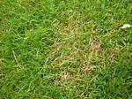 Does Acidic Soil Kill Grass