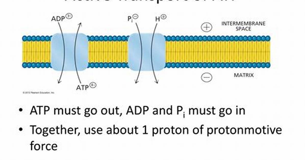 Does Active Transport Require Atp
