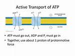 Does Active Transport Require Atp