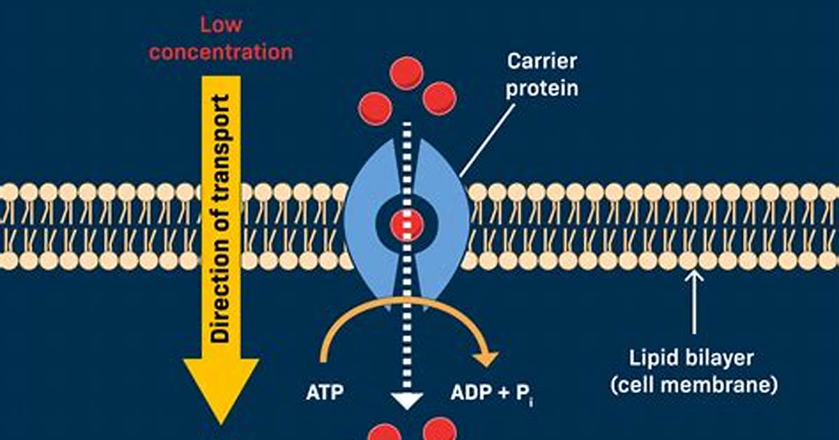 Does Active Transport Require Energy?