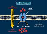 Does Active Transport Require Energy?