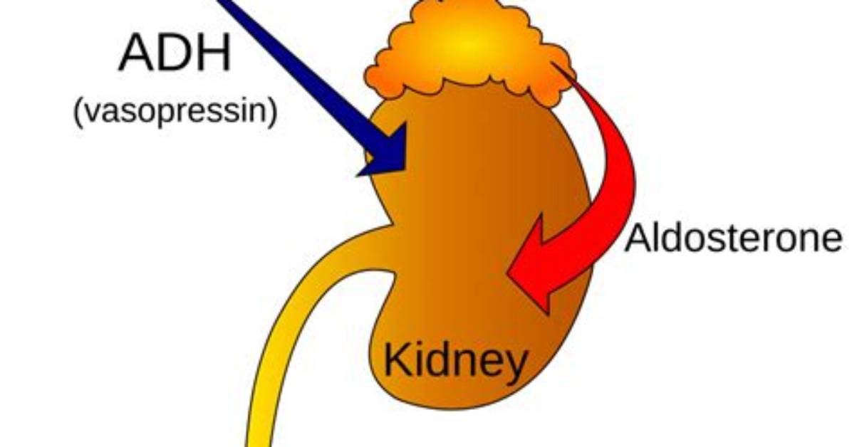 Does Adh Reabsorb Sodium?