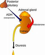 Does Adh Reabsorb Sodium?
