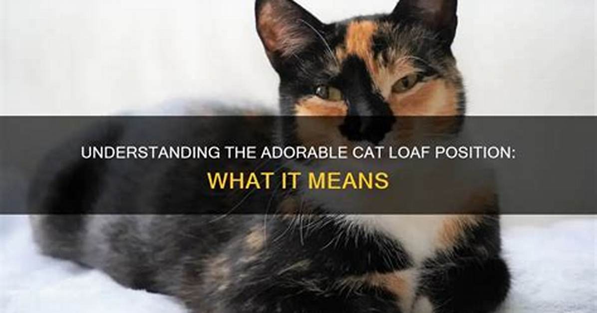Does Adorable Mean Lovable?