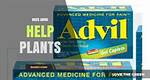 Does Advil Help Plants? | Contextresponse. Com
