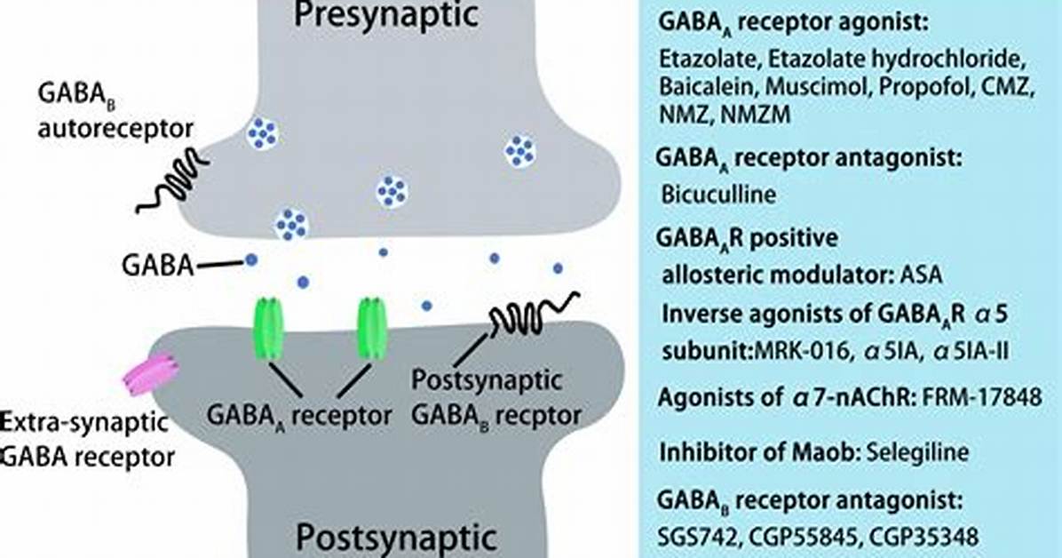 Does Agonists Affect Gaba?