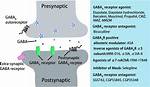 Does Agonists Affect Gaba?