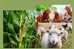 Does Agriculture Include Animals?