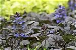 Does Ajuga Grow Wild?