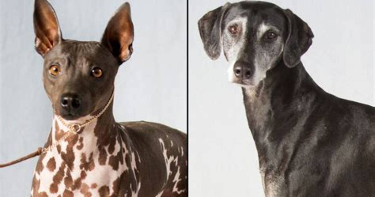 Does Akc Recognize Ioeba?