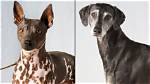 Does Akc Recognize Ioeba?