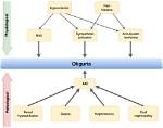 Does Aki Cause Oliguria