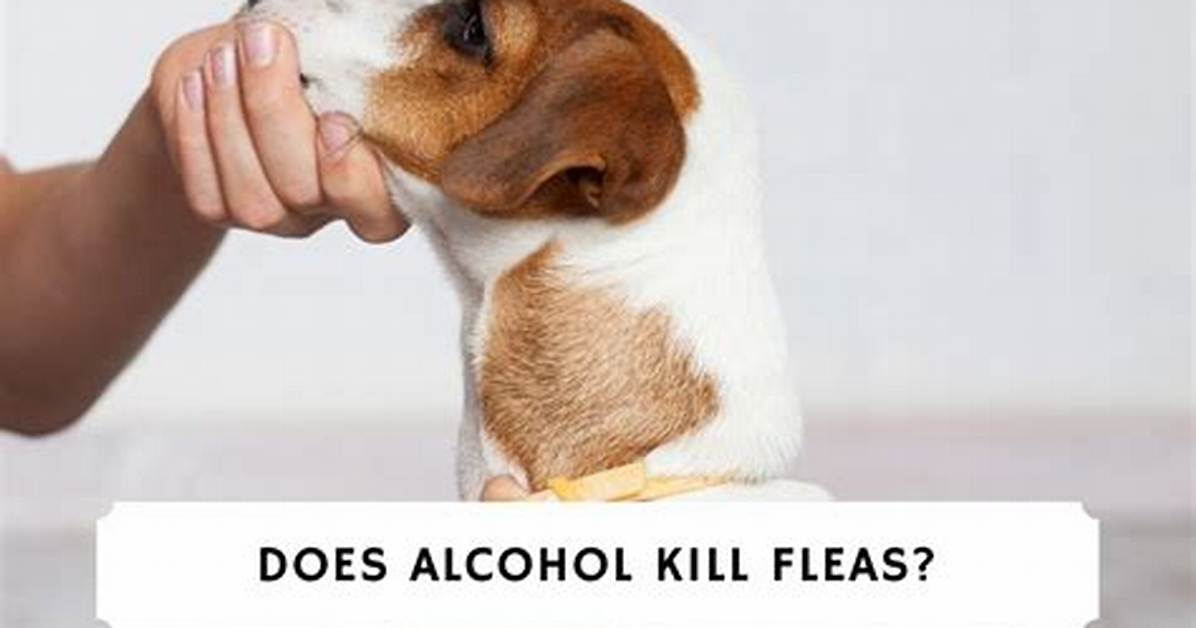 Does Alcohol Kill Fleas