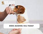 Does Alcohol Kill Fleas