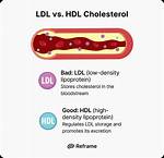 Does Alcohol Raise Cholesterol
