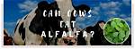 Does Alfalfa Kill Cows?