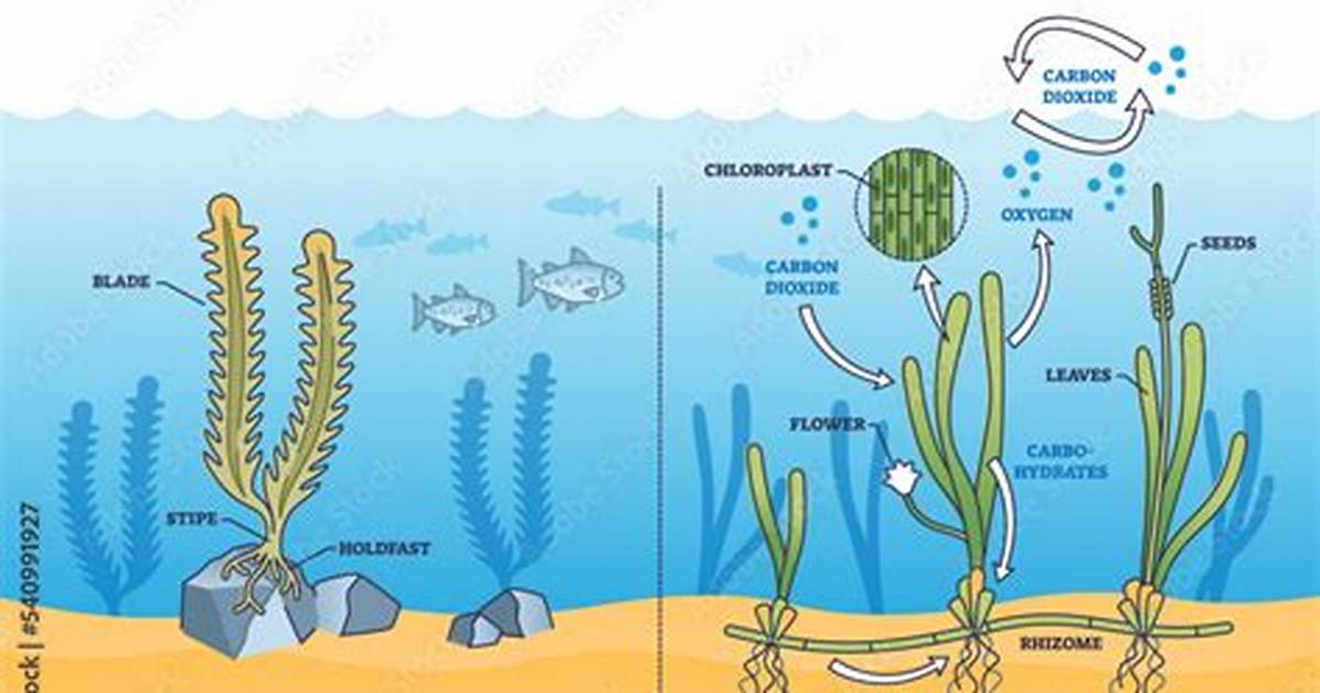 Does Algae Grow in Size