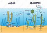 Does Algae Grow in Size