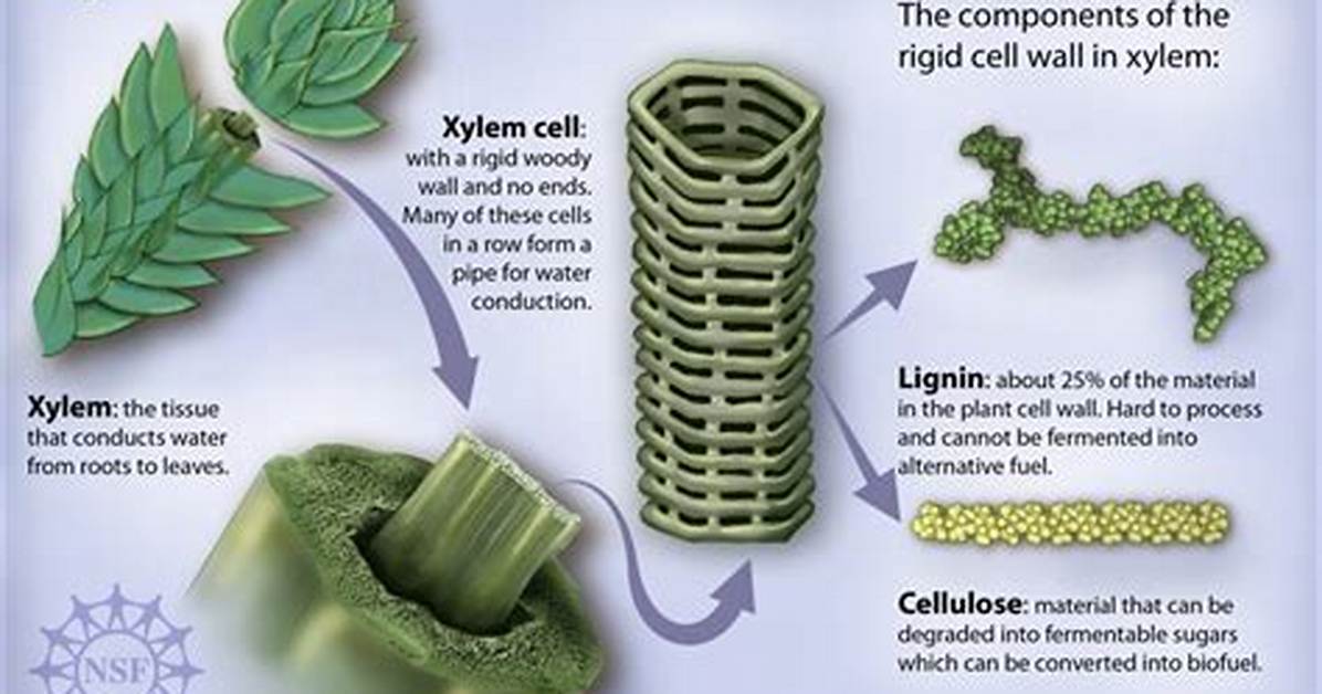 Does Algae Have Lignin?