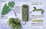 Does Algae Have Lignin?