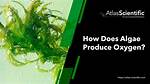 Does Algae Produce Oxygen?