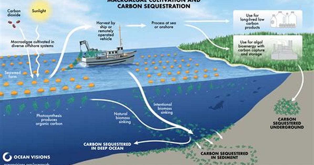 Does Algae Sequester Carbon?