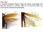 Does All Insect Have Wings?