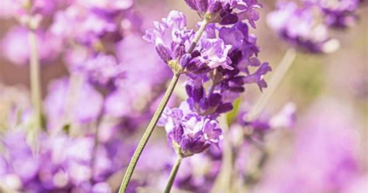Does All Lavender Flower