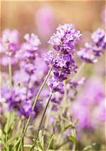 Does All Lavender Flower