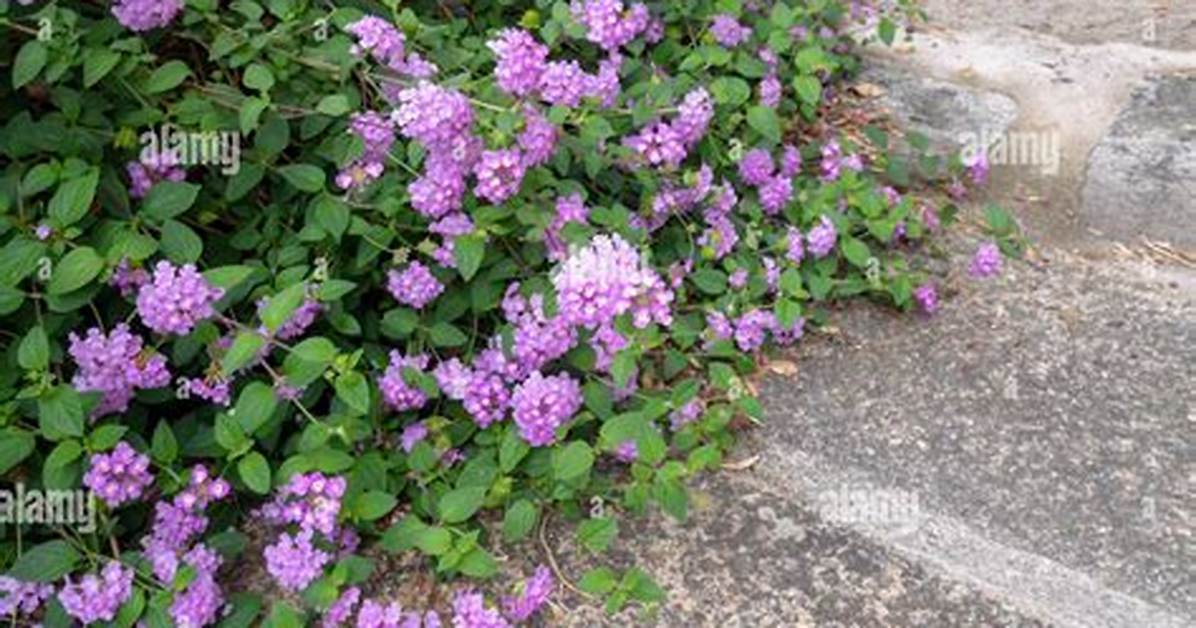 Does All Verbena Trail?