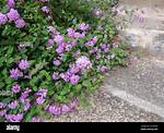 Does All Verbena Trail?